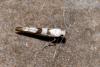Argyresthia sorbiella